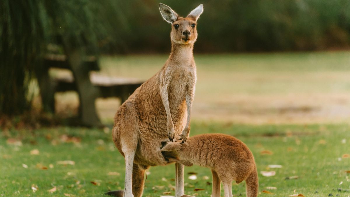 Which Country Is Called the Land of Kangaroos?