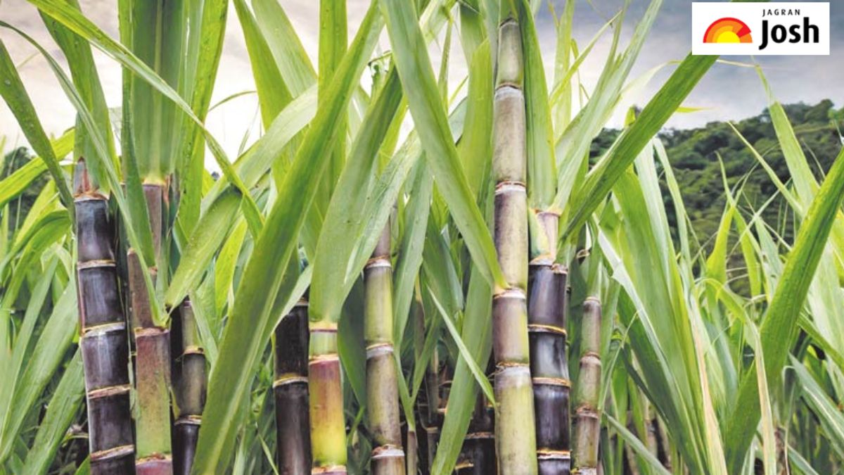 उत्तर प्रदेश में कौन-सा जिला कहलाता है ‘गन्ने का शहर’, जानें