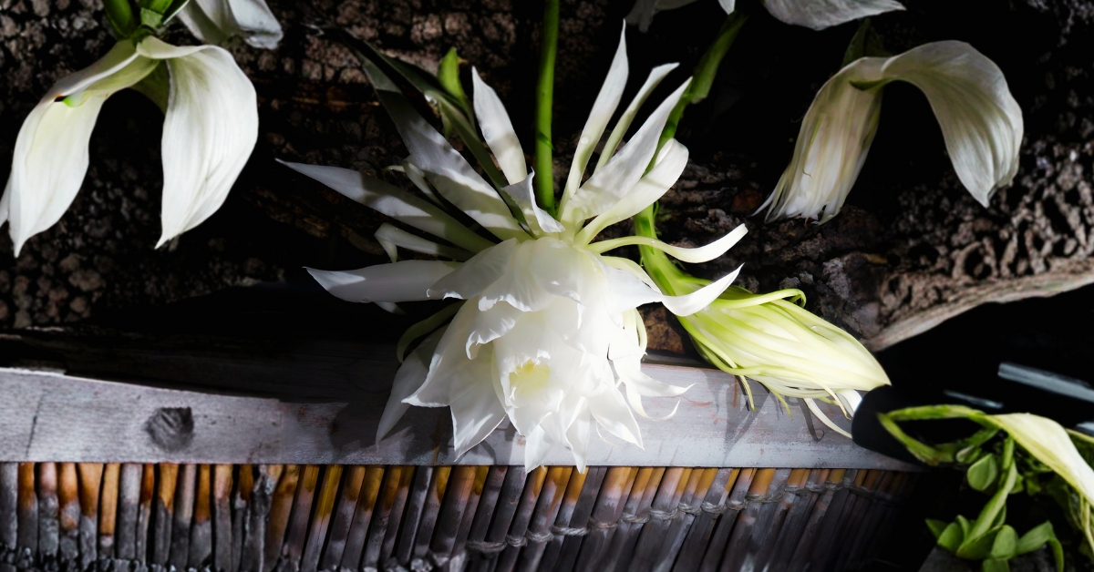 Which Flower Is Known As The Queen Of The Night?