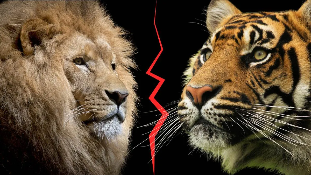 Lion vs Tiger