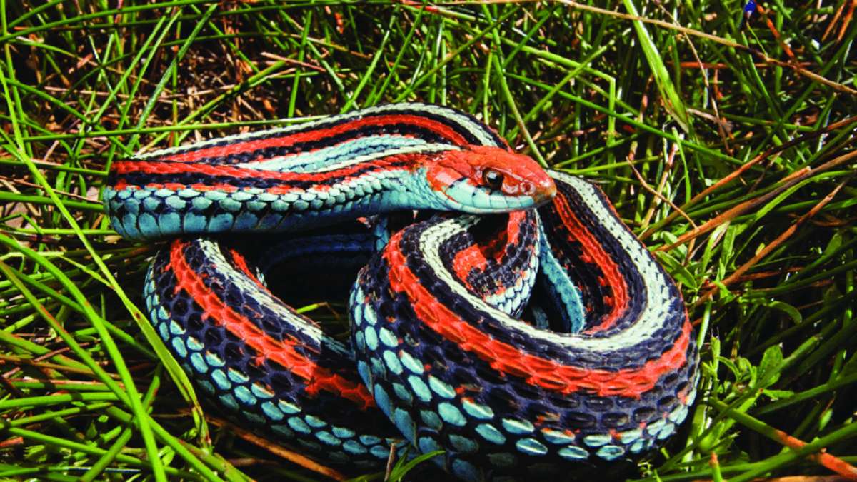 List of 9 Animal Species That Are Found Only in the US