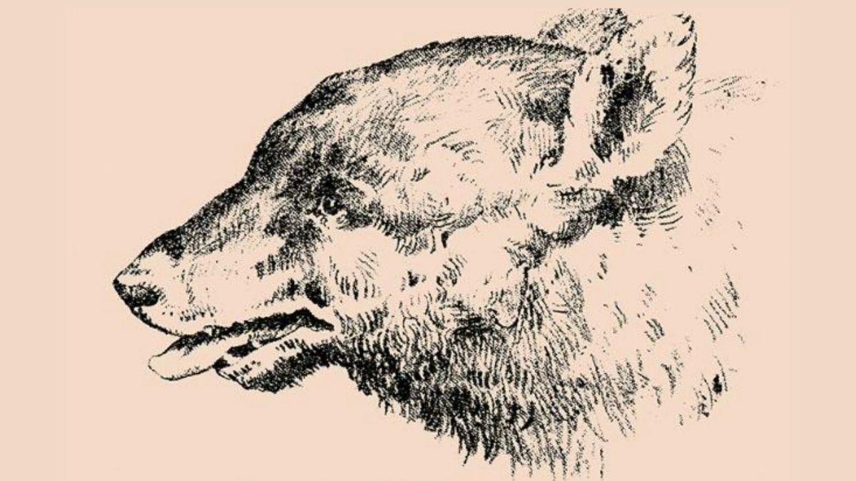 Even 99% failed to find out the Hidden Man in this Pareidolia dual-perception drawing of a bear in this optical illusion! Can You Spot It?