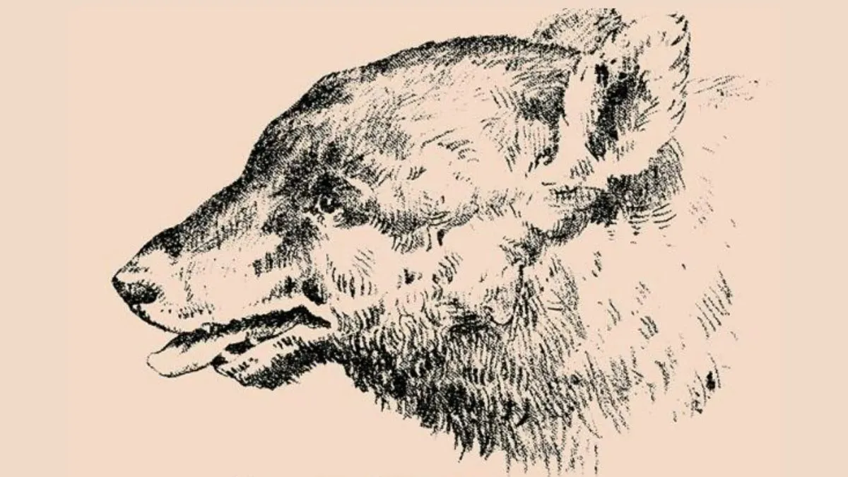 Spot the Hidden Man in this Pareidolia dual-perception drawing of a bear in this optical illusion