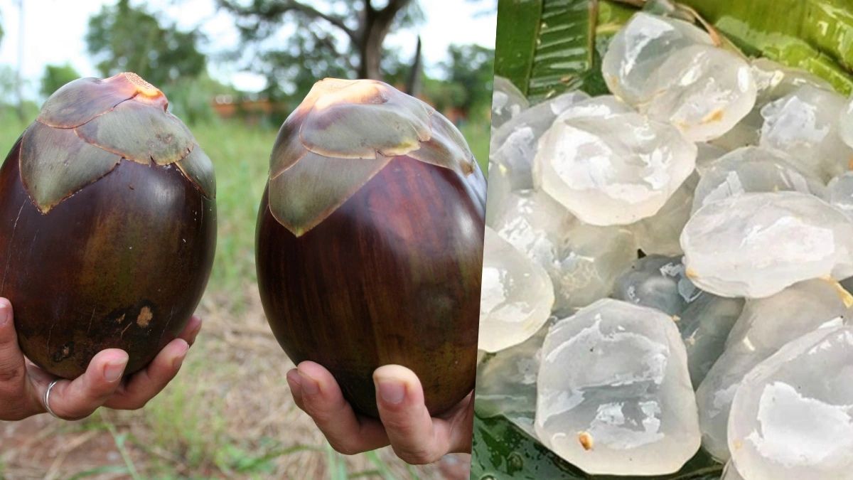 Which Country Is the Largest Producer of Ice Apple?