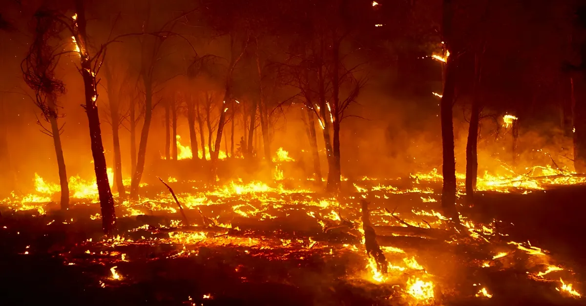 Which Flower Is Known As The Flame Of The Forest?