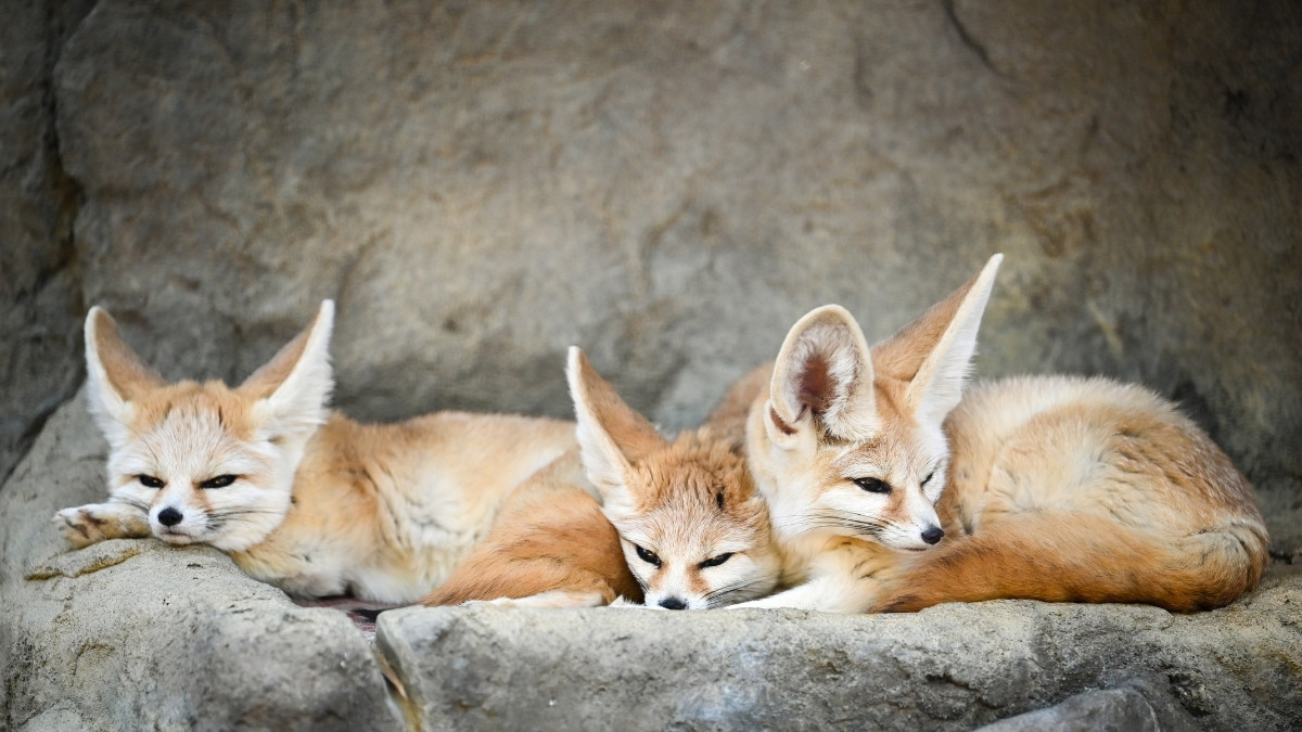 What is a Group of Foxes Called? Is it ‘Skulk’ or ‘Leash’