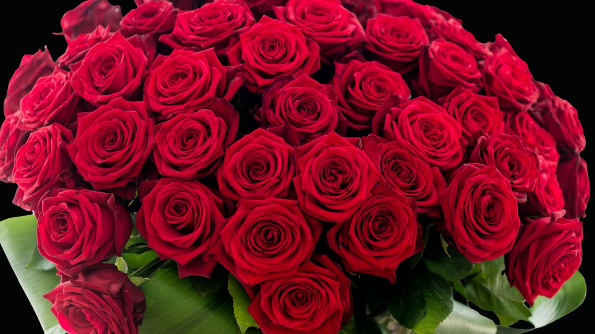 Which Flower Is Called the King of Flowers?