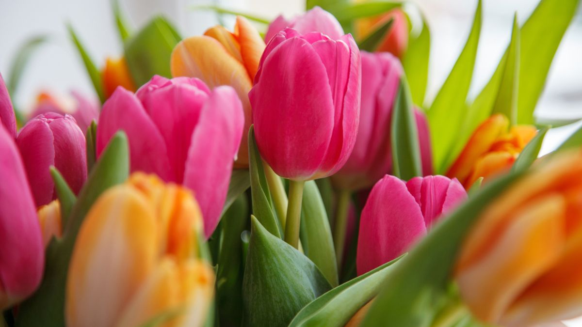 Which Country Is Called the Land of Tulips?
