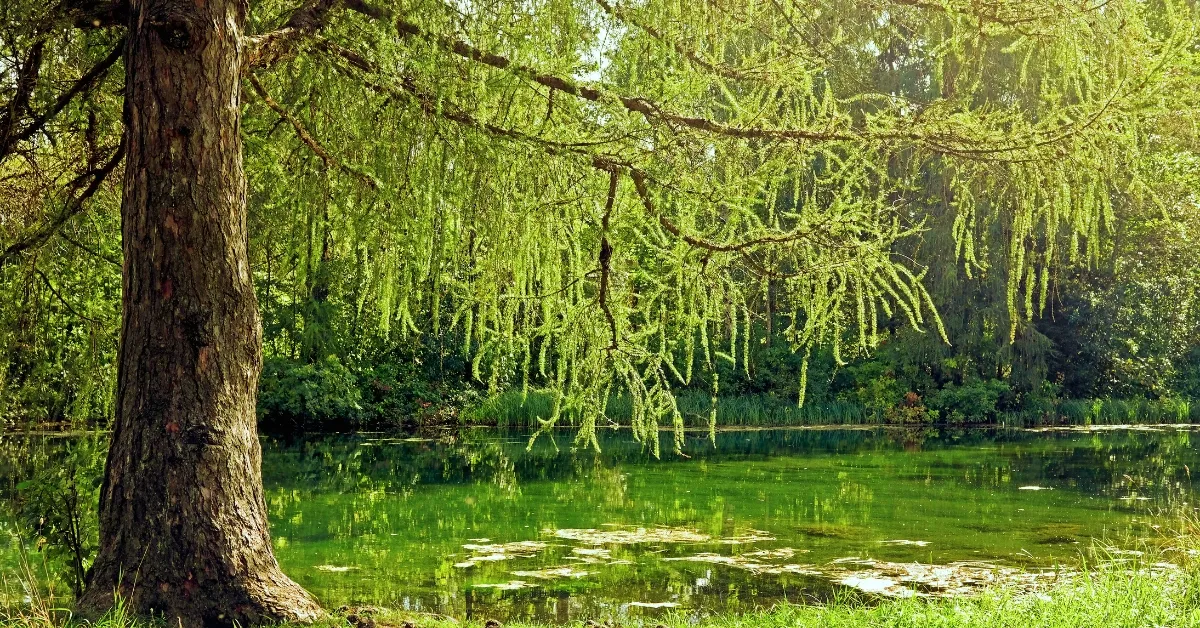 Which Tree Is Known As the Tree Of Life?