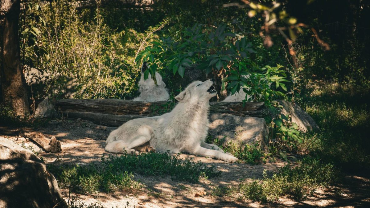 List of Top 10 Endangered Animals of the U.S