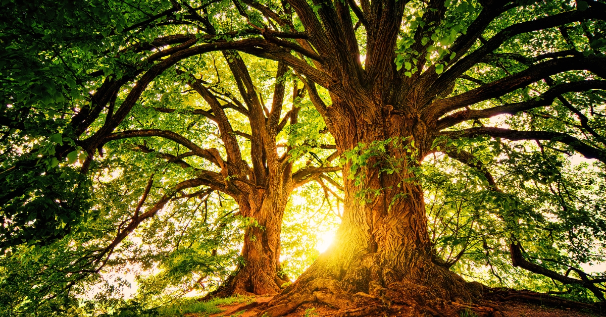 Which Is The Lightest And Softest Wood In The World?