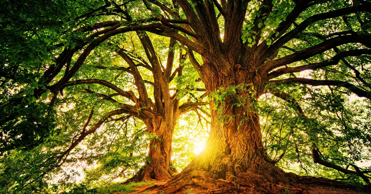 Which Is The Lightest And Softest Wood In The World?