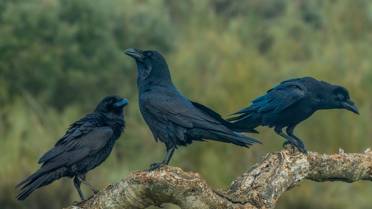What is a Group of Ravens Called?