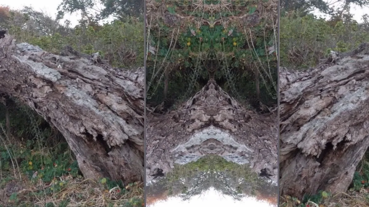 Find the Hidden Cat in this Decaying Tree Trunk Artwork Optical Illusion