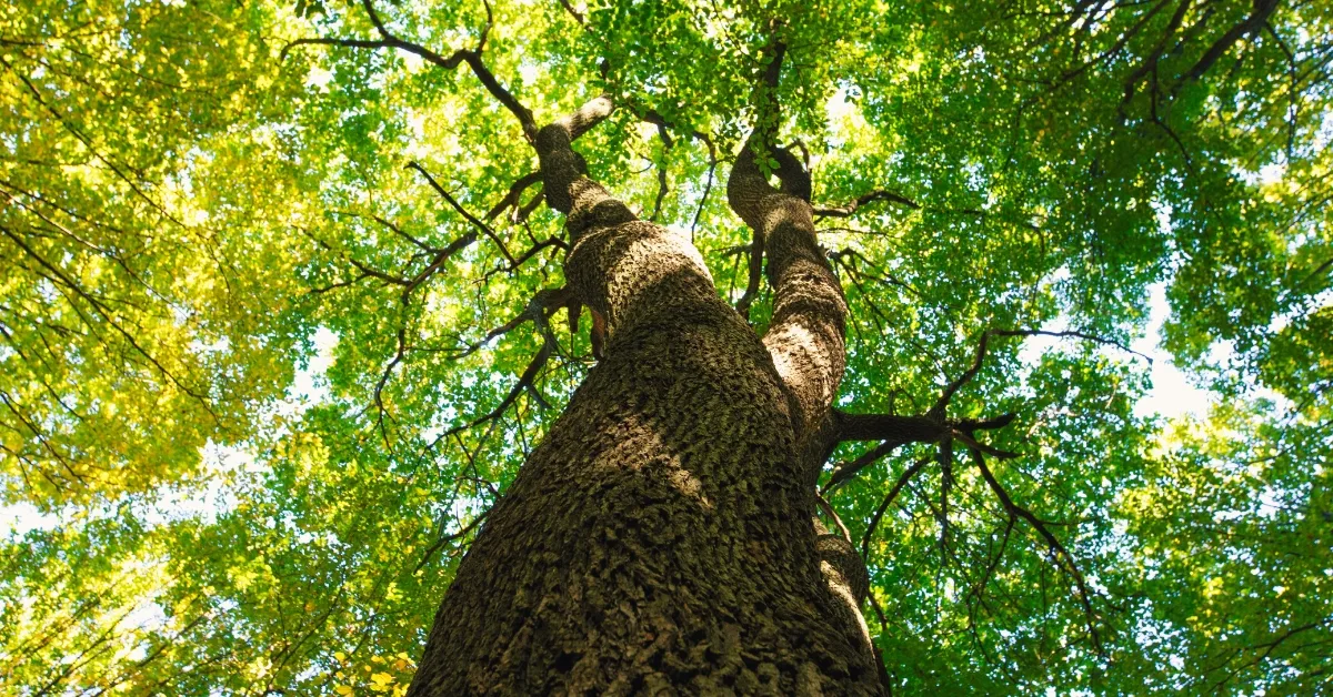 Which Tree Is Known As The Tree Of A Thousand Uses?
