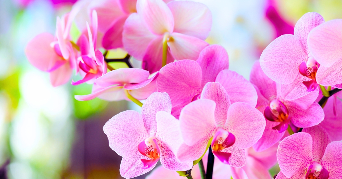 Which Valley Is Known As The Land Of Orchids?
