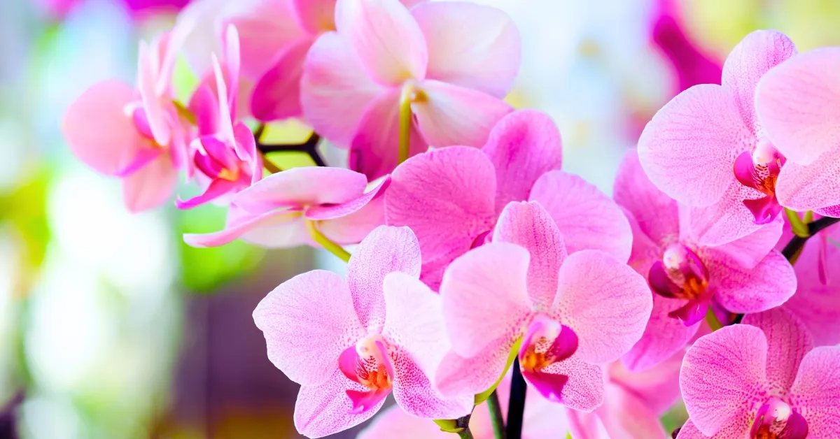 Which Valley Is Known As The Land Of Orchids?
