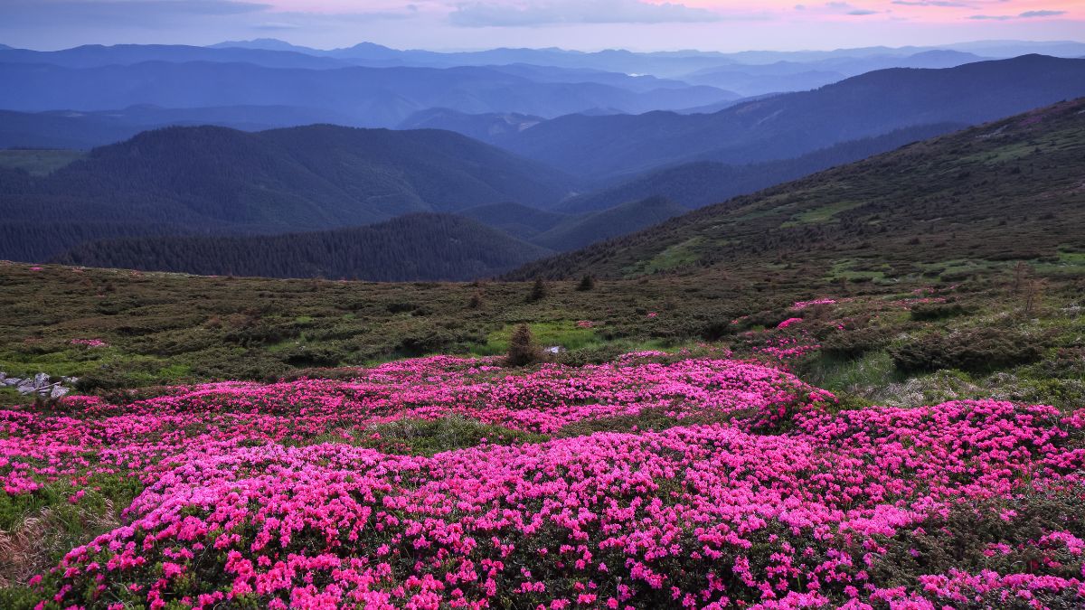 Which Valley Is Known as the Valley of Flowers?