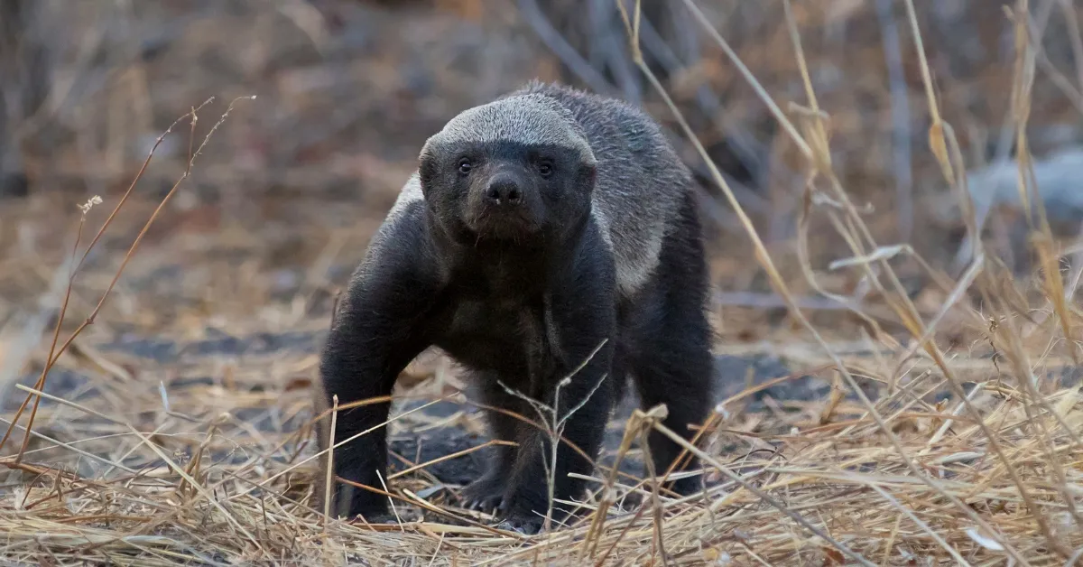 Which Is The Most Fearless Animal On Earth?