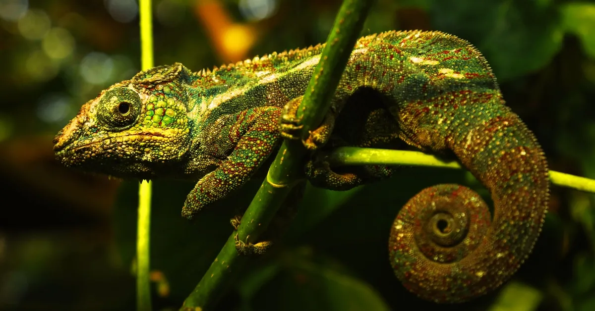 Which Animal Is Known As The King Of Camouflage?