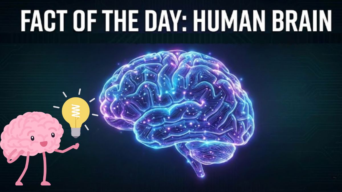 Fact of the Day: 10 Interesting Facts on the Human Brain