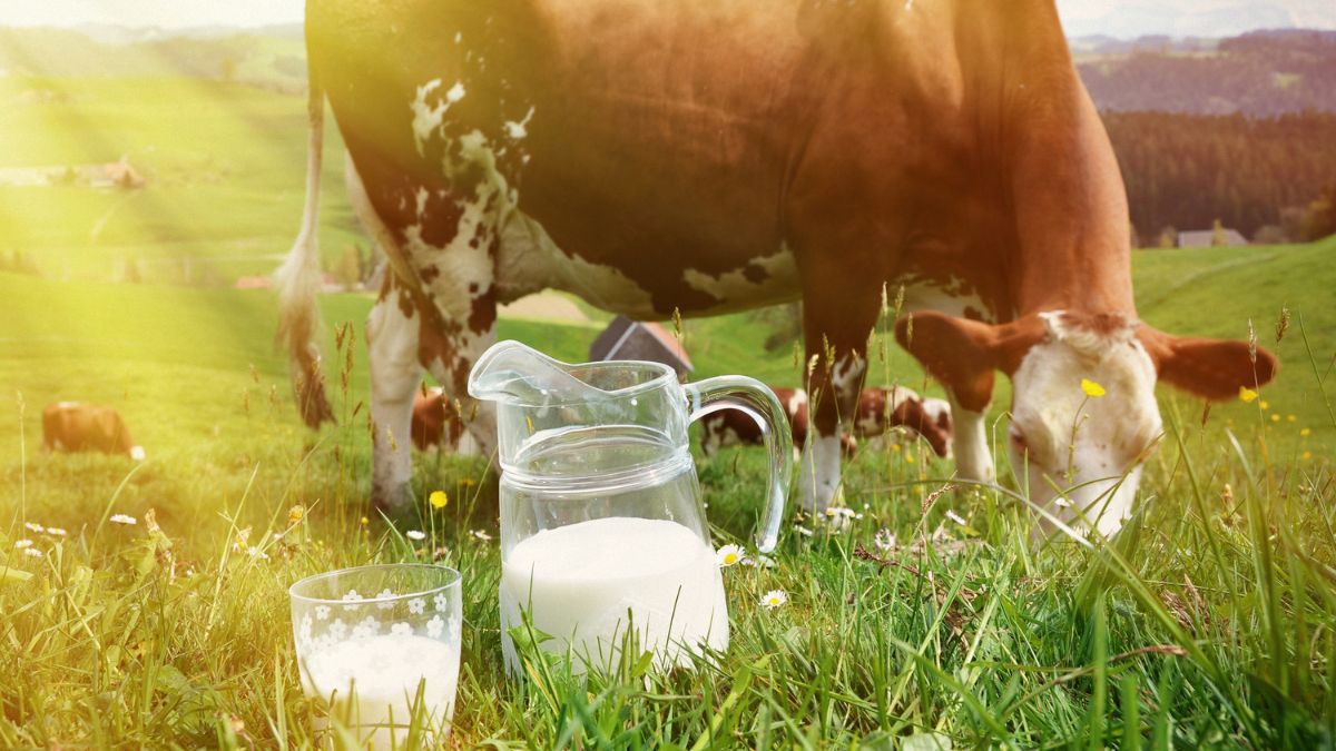 Which Country Is Called the Milk Capital of the World?