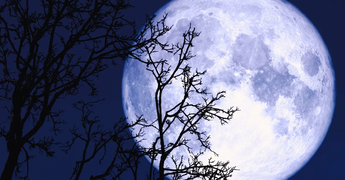 Which Flower Is Known As The Moonflower?