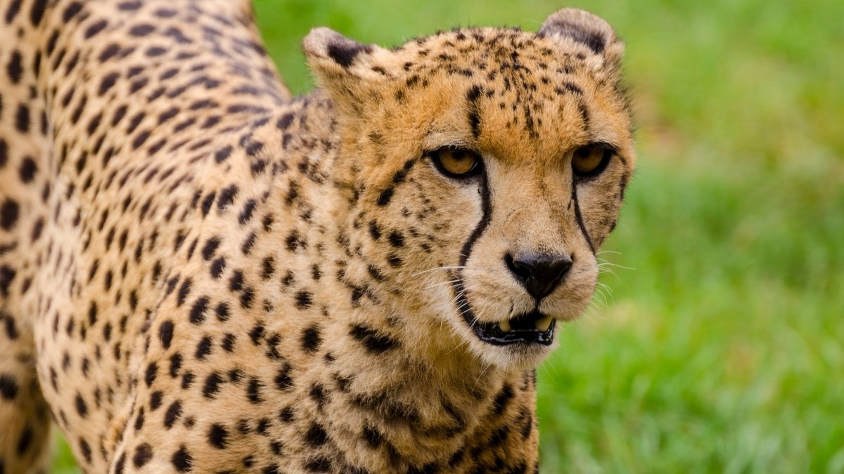 Top 5 Fastest Cats in the World: Check Here!