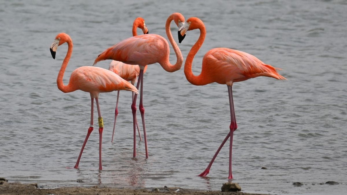 What is a Group of Flamingos Called?