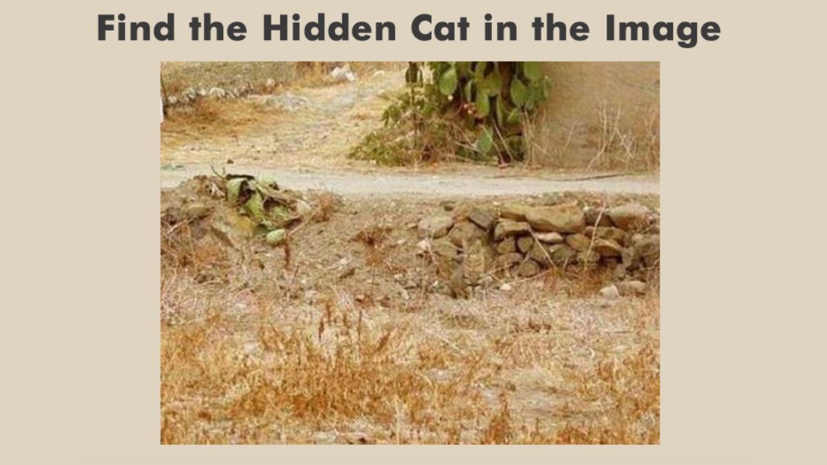 Only 3 out of 100 People Using their Einstein-level IQ can find the Hidden Cat in this Optical Illusion