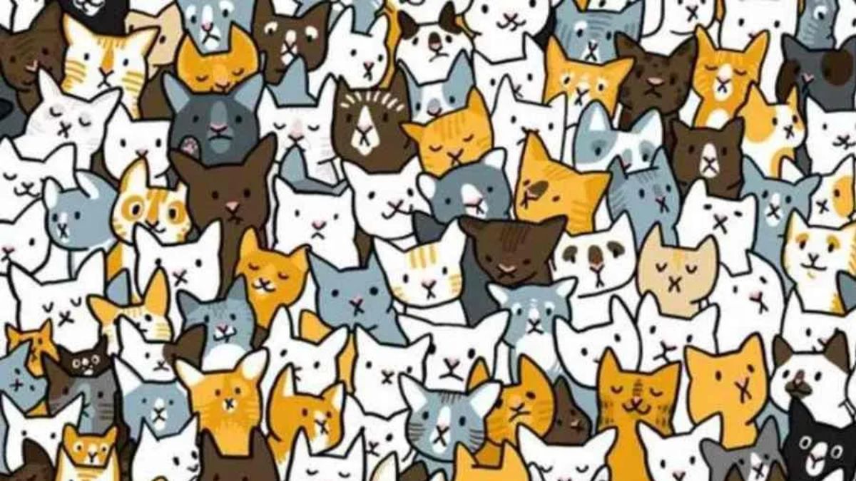 Everyone Can See The Cats But Only People With 20/20 Vision Can Find The Rabbit In 20 Seconds!