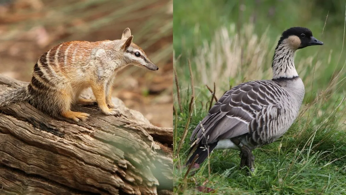 Animals that start with N