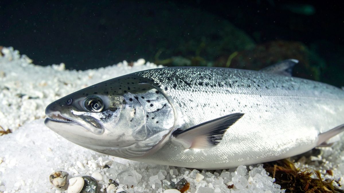 Which Fish Is Known as the King of Fishes?