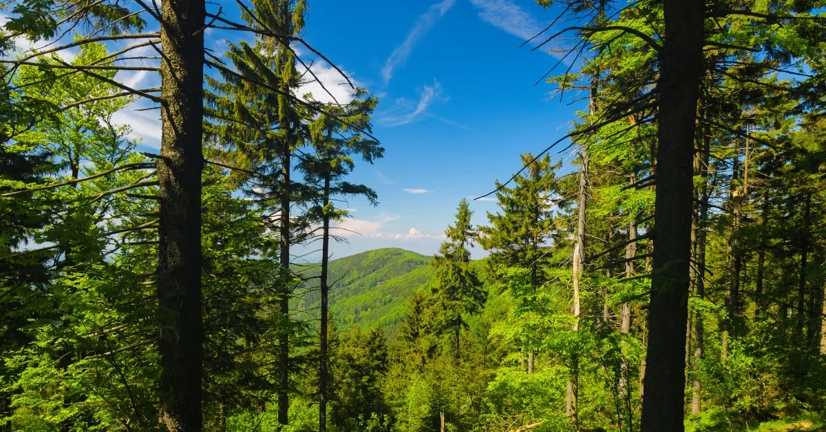 Which Forest is known as the Monsoon Forest?