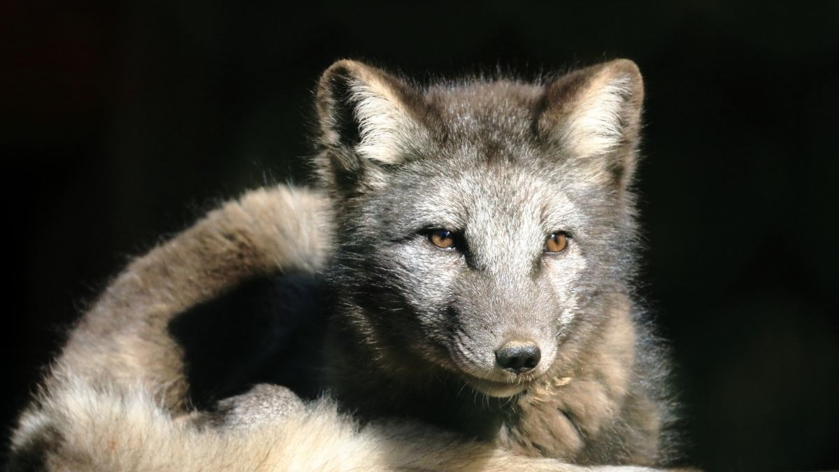 List of Top 7 Animals that Turn White in Winter: Revealed