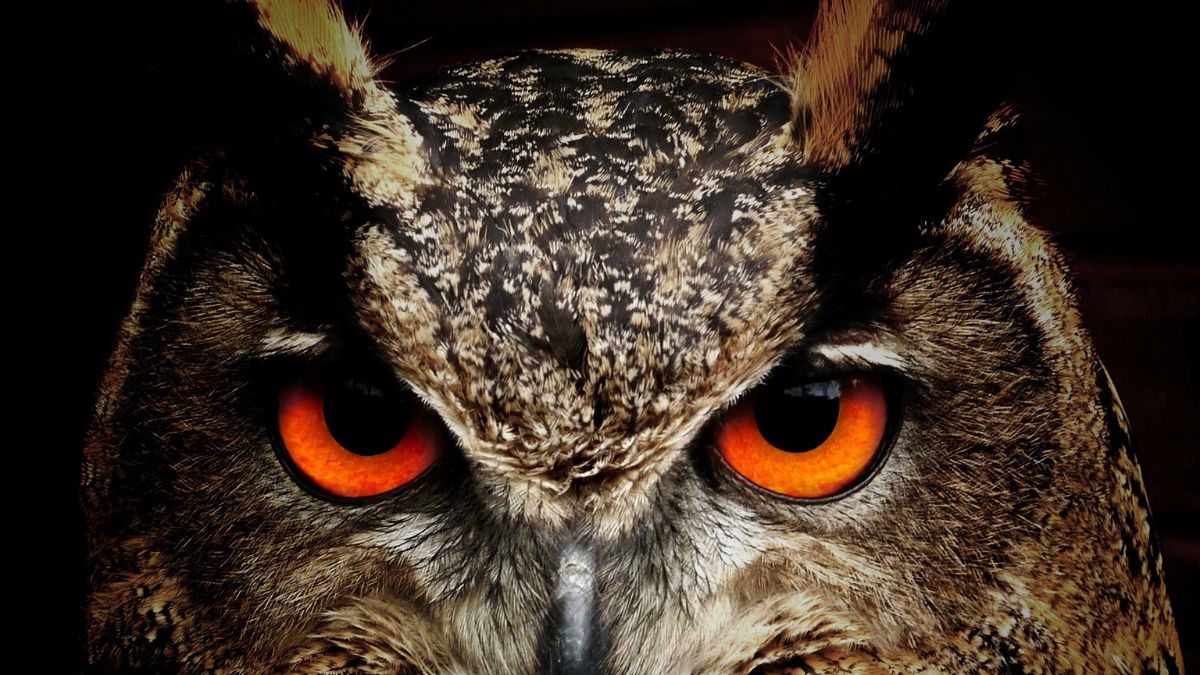 Which Animal Is Known as the Silent Hunter?