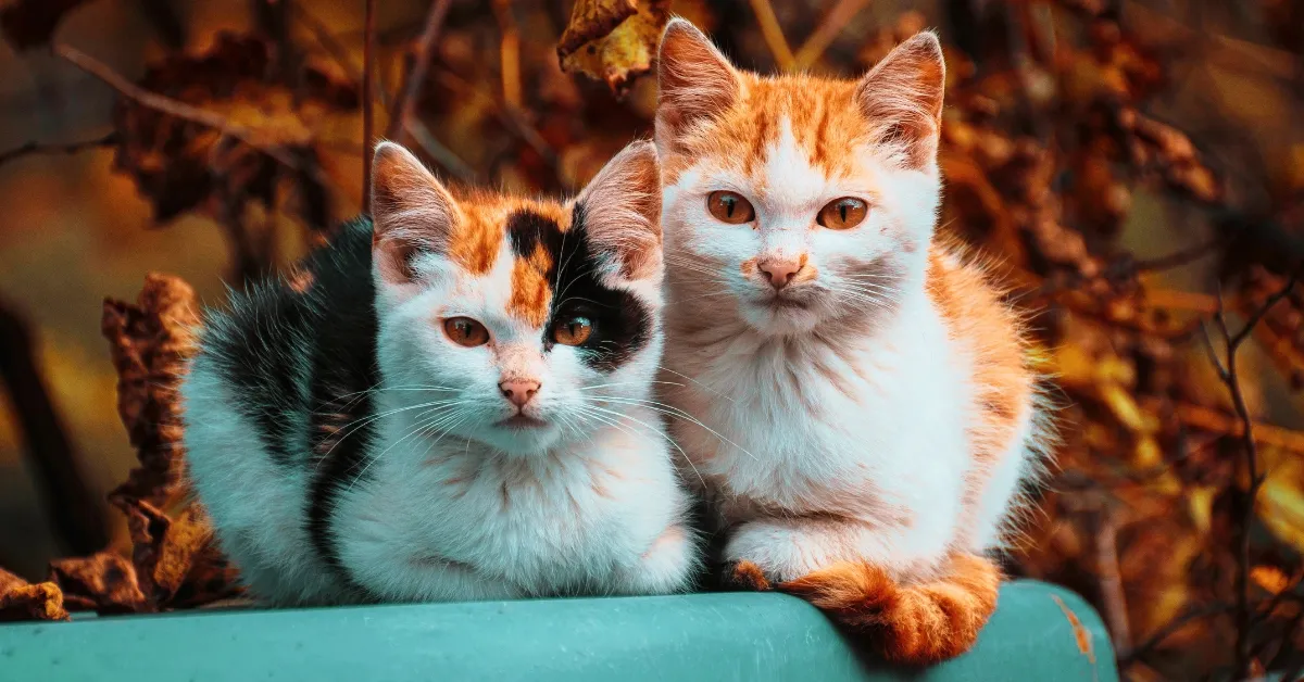 What is a Female Cat Called?