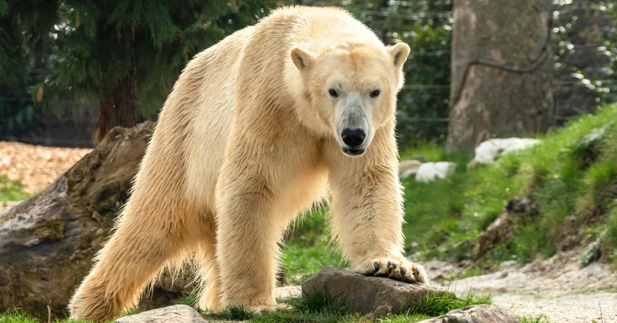 Which Is The Largest Apex Predator On Earth?