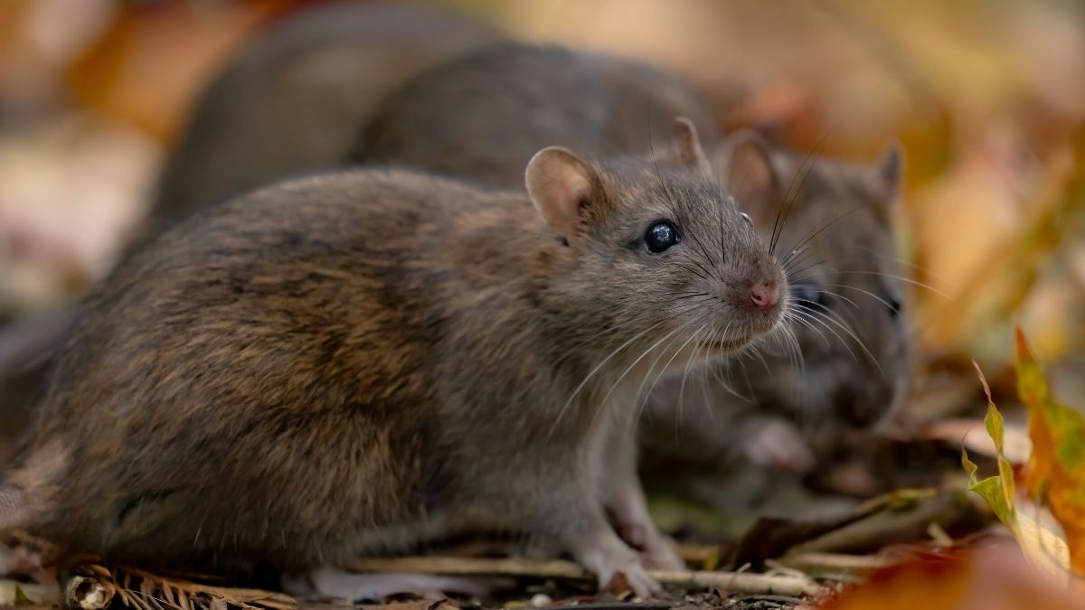 What is a Group of Rats Called?