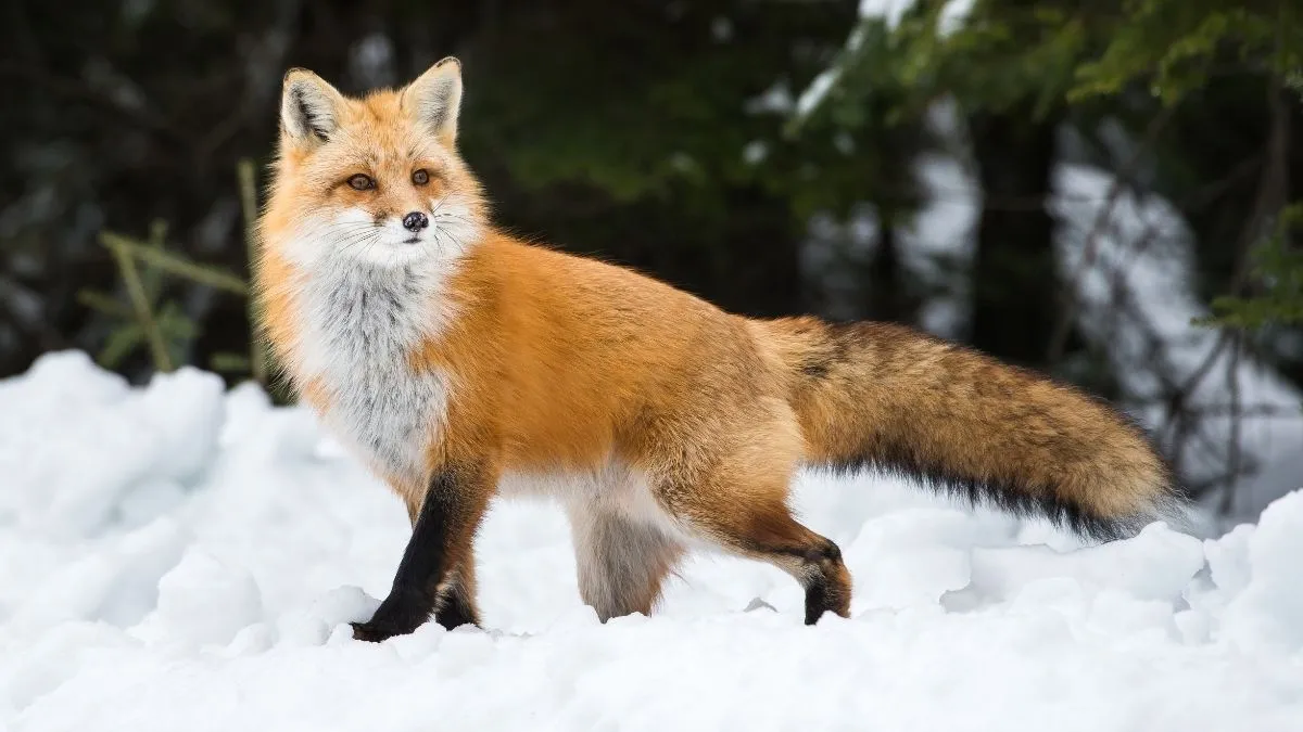The scientific name of fox