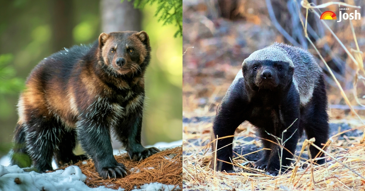 Honey Badger vs Wolverine: Check the Key Differences