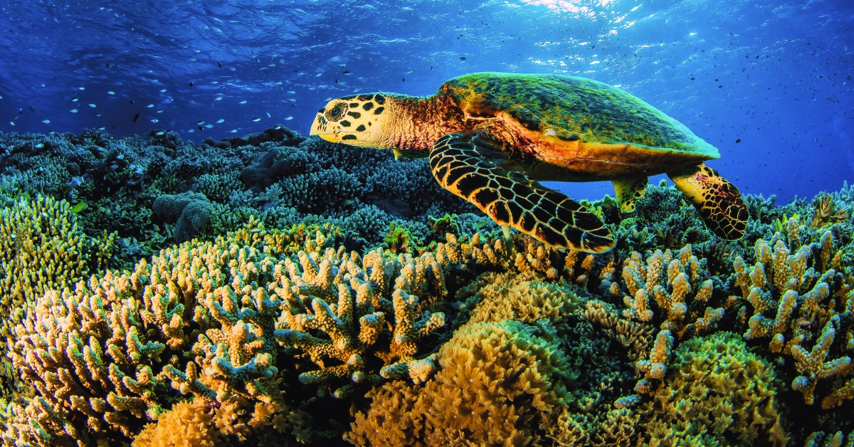 Which Island is known as the Coral Island of India?