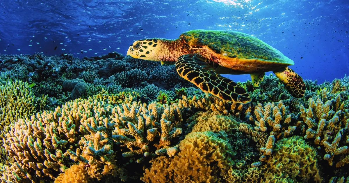 Which Island is known as the Coral Island of India?