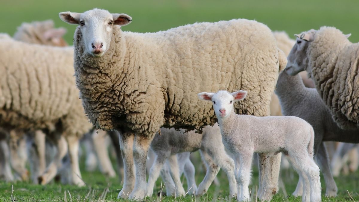 What is the Scientific Name of Sheep?