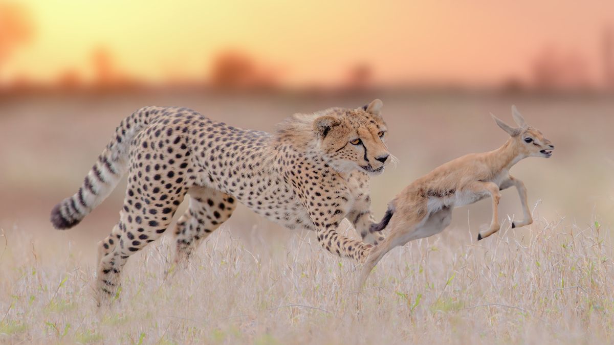 Which Animal Is Known as the King of Speed?