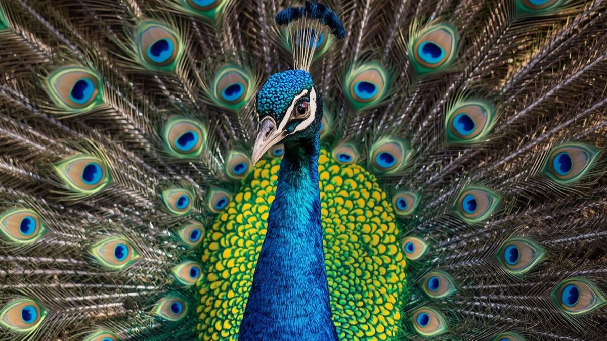 Which Bird Is Known as the Queen of Birds?