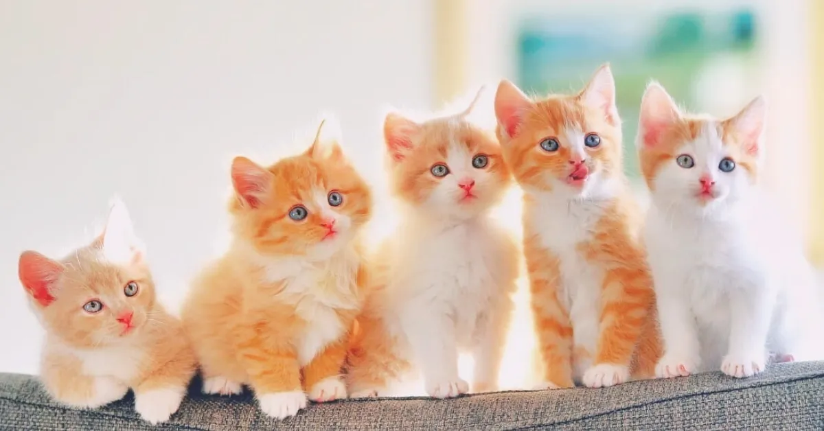 What is a Baby Cat Called?