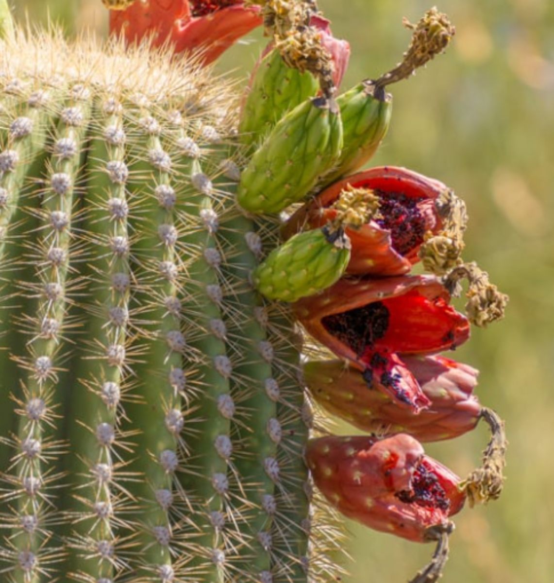 Saguaro Cactus Fruit