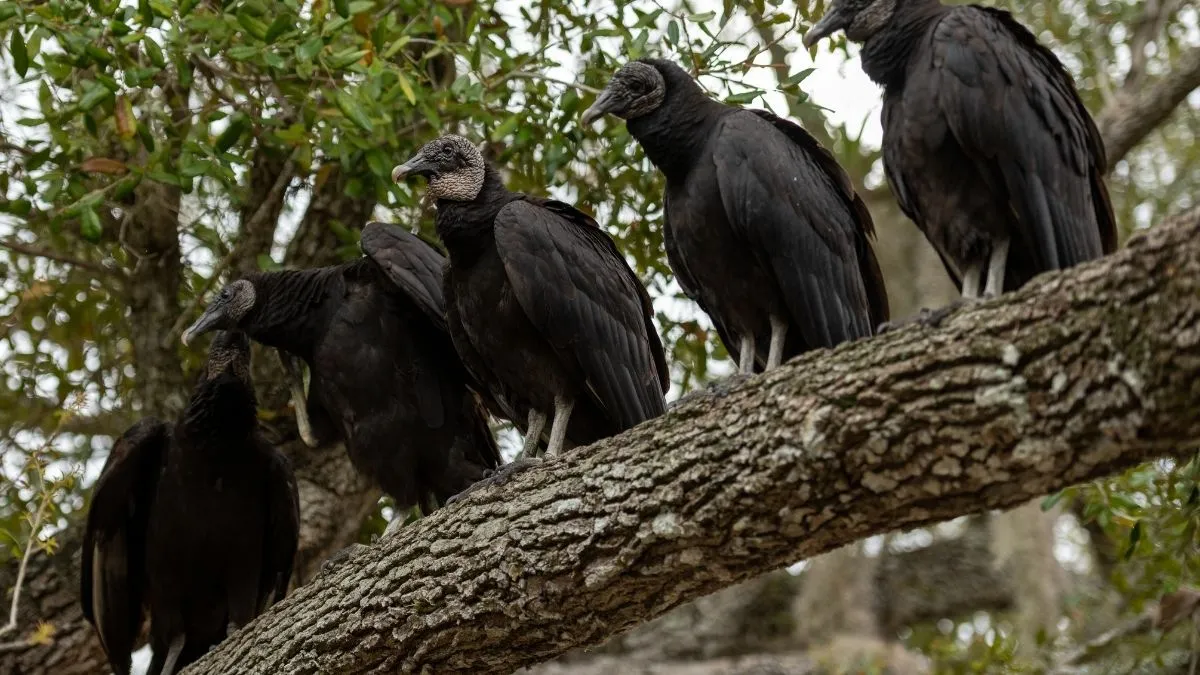 A group of vultures