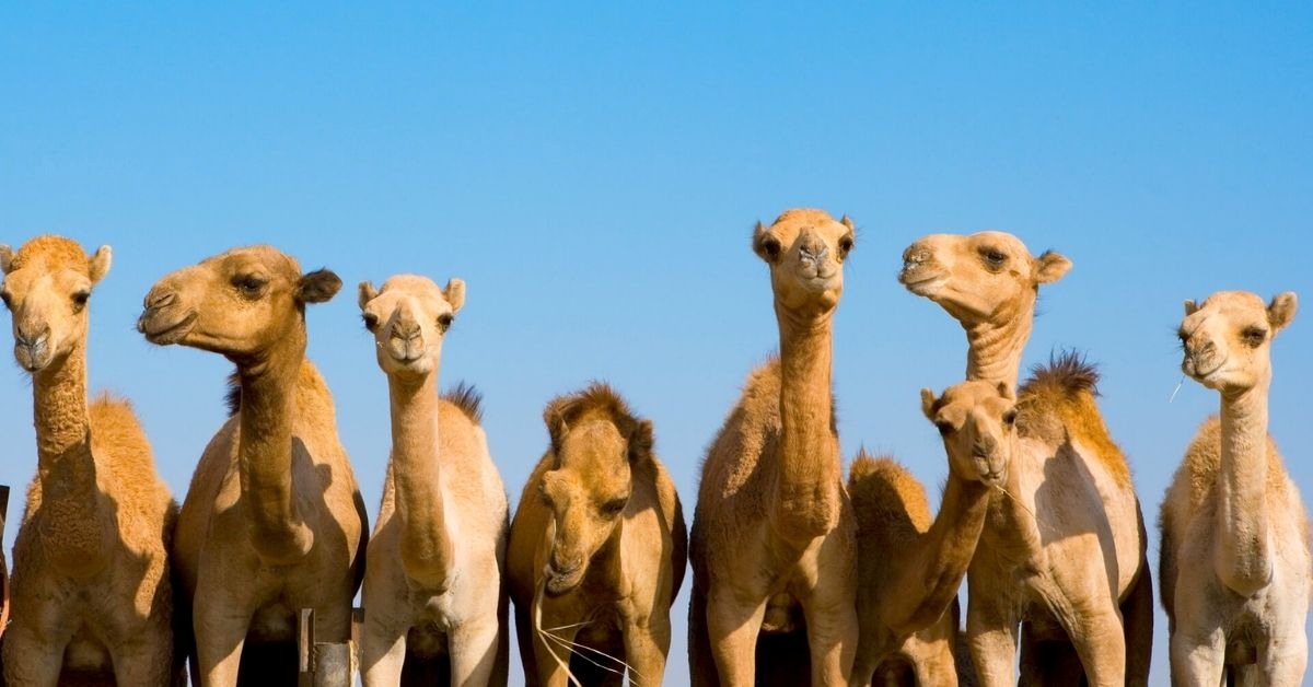 Which Animal is Known As the Ship of the Desert?